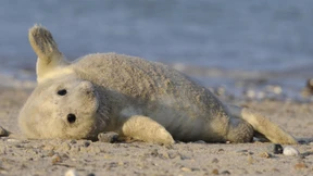 Rekord bei Robbennachwuchs auf Helgoland