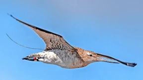 Die Pfuhlschnepfe „4BRWB“  lässt weiter auf sich warten