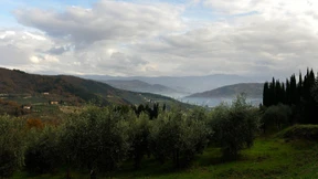 Fliege vermiest Olivenbauern in Italien die Ernte