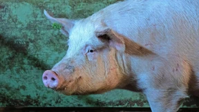 Stärkster Rückgang in der Fleischproduktion seit 2016