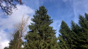 Ein Weihnachtsbaum für den Römer