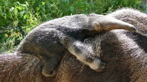 Ein Spielkamerad für F.A.Z.-Patentier Tambo