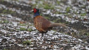 Vogelgrippe bricht in Geflügelhöfen aus