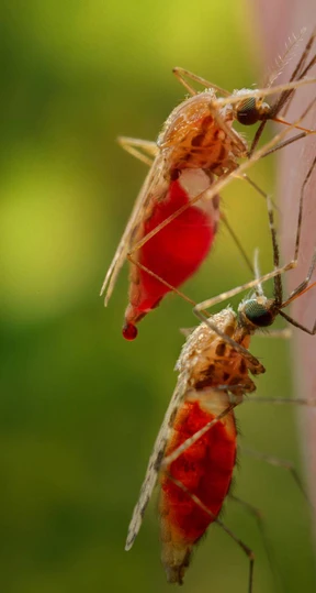 Mückensperma kann riechen