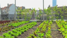 Urbane Gärten