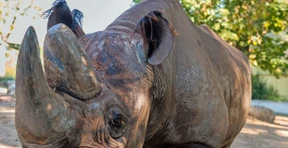 Der Letzte seiner Art in Europa