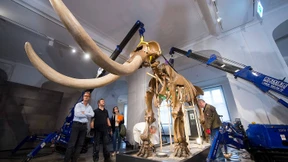 Ein Mastodon zieht nach Amerika um