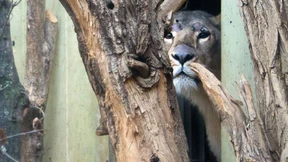 Zarina, der schüchterne Neuzugang