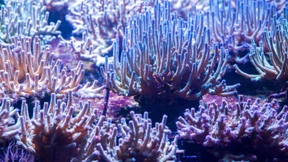 Erfolgreiche Geldanlage: Von grünen zu blauen Bonds