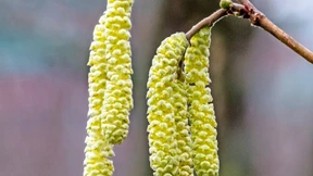 Frühe Frühblüher plagen Allergiker