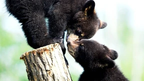 Stream von Bären-Waisen soll Spenden einbringen