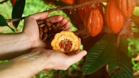 Direktinvestments locken mit Rendite