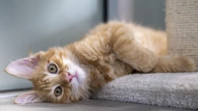 Katzen-Ausgangssperre in Walldorf endet vorzeitig