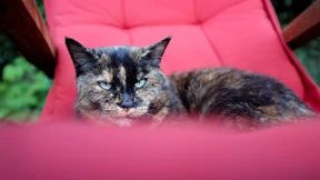 Menschen können Hunde und Katzen anstecken