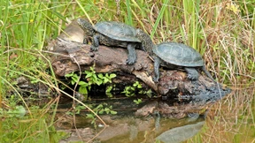 Könnten Wölfe sie diesmal vor dem Aussterben bewahren?