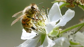Nicht nur die Biene kämpft ums Überleben
