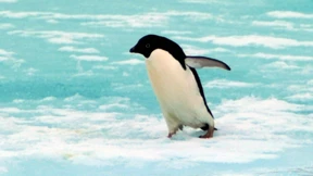 Pinguinschutz, Olympiaschmelze, Rekordkälte