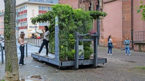 Frankfurt schafft zusätzliche grüne Inseln auf steinernen Plätzen