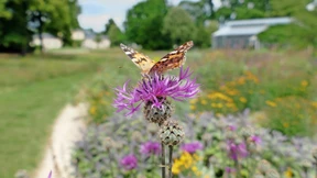 Wo Schmetterlinge in der Großstadt tanken