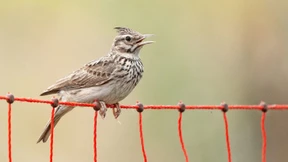 Kein Hausarrest für hessische Katzen