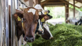 Warum die Kuh kein Klimakiller ist