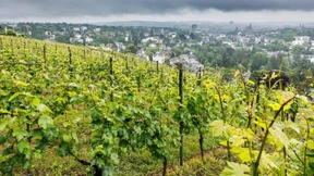 Der steile Hausweinberg der Wiesbadener