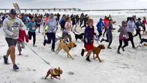 Braves Hündchen und böser Bello