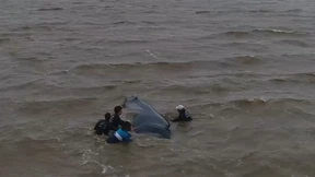 Buckelwal in Netz verfangen