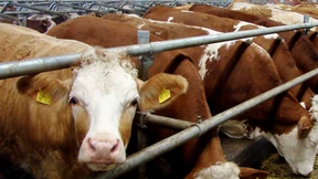 Ekosem-Agrar bietet Chancen für Risikofreudige