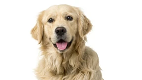 Wie kaufe ich mir einen Hund?