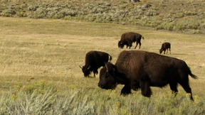 Bison schleudert Frau im Yellowstone Nationalpark in die Luft