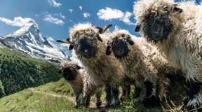 Weniger ist Mäh: Die Wollmeister vom Matterhorn