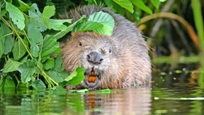 Biberbauten mutwillig zerstört