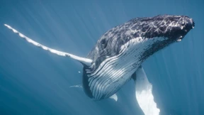 Was macht ein Buckelwal in der Ostsee, Frau Professor?