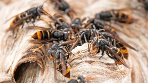 „Wenn man ein Nest stört, kann es gefährlich werden“