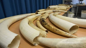 Zum Wohle der Elefanten