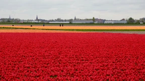 Schlechte Tulpen-Ernte treibt die Preise