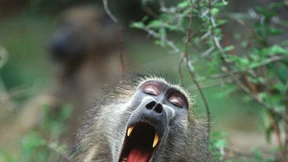 „Affen beobachten ist wie Seifenoper in der Wildnis“