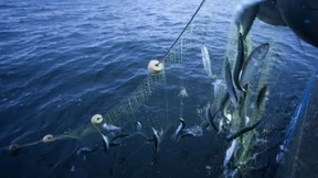 Weltweit werden mehr Fische gefangen als nachwachsen