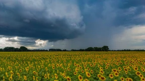 Juli war wärmer und feuchter als in den Vorjahren