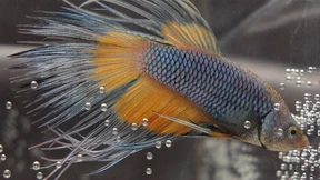 Stressfrei alt werden dank Einzelhaft