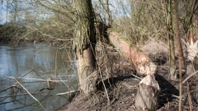 Nachtaktive Holzfäller mit kräftigem Biss