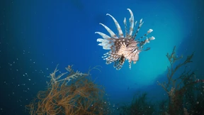 Liebe auf den ersten Biss