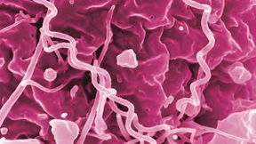 „Pille danach“ gegen Geschlechtskrankheiten