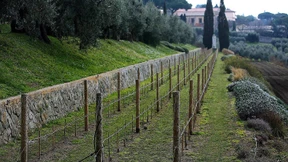 Der Papst lässt wieder Wein anbauen