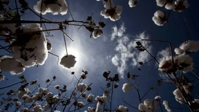 Wie grün kann ein Shirt für 2,99 Euro sein?