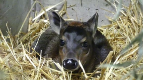Wie Zoos auf Seuchen reagieren