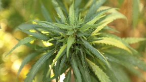 Festnahmen bei Räumung von Drogenplantage