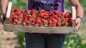 Sinkende Nachfrage für heimische Erdbeeren und Spargel