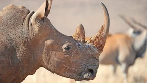 Der Kampf um das Horn